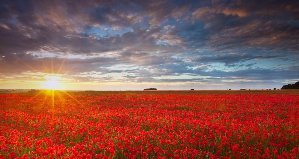 Summer poppies at sunset