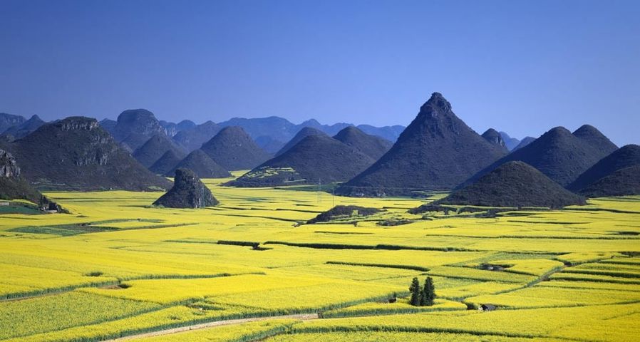 Field mustard field and Kinkei peak, Luoping, Yunnan province, China