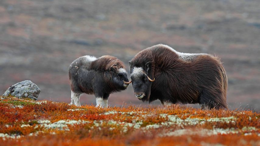 Moschusochse und Kalb im Dovrefjell-Sunndalsfjella-Nationalpark, Norwegen 