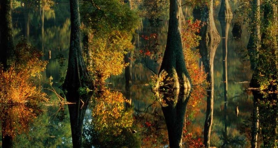 Cypress trees at Trussum Pond, Delaware, U.S.A.