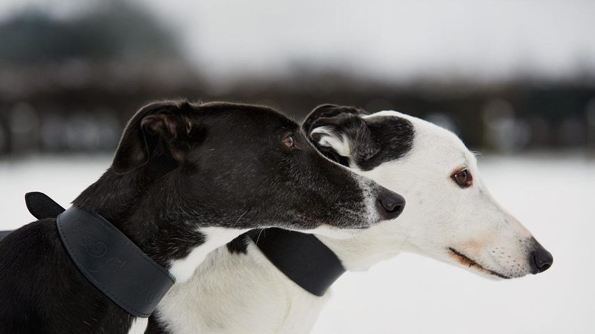 Dogs from the Retired Greyhound Trust in Norfolk, England, photographed as part of Bing Help Your Britain