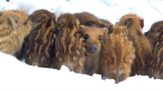 「雪の中のウリ坊兄弟」ベルギー