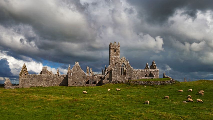 Das Kloster Ross Errilly, County Galway, Irland 