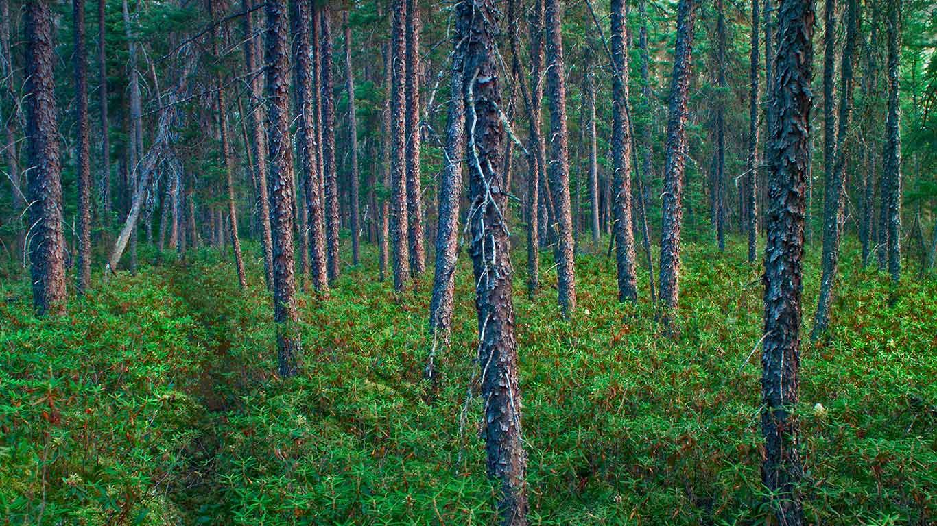Black spruce trees in Superior National Forest, Minnesota Peapix