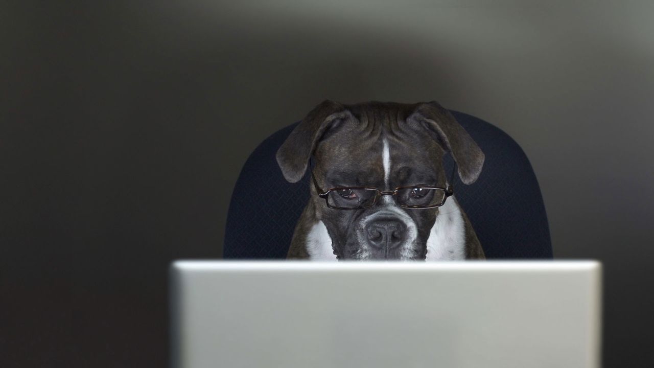 Take Your Dog to Work Day 