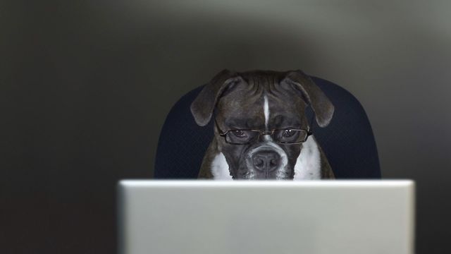 Take Your Dog to Work Day