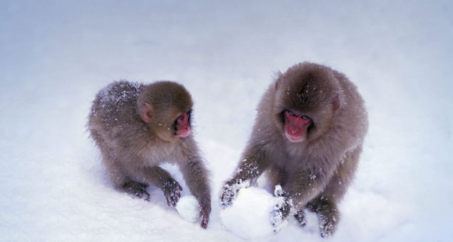 Two Japanese Snow Monkeys play with snowballs in Nagano, Japan