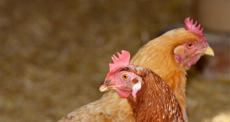 Hens photographed at a British Hen Welfare Trust sanctuary as part of Bing Help Your Britain ©