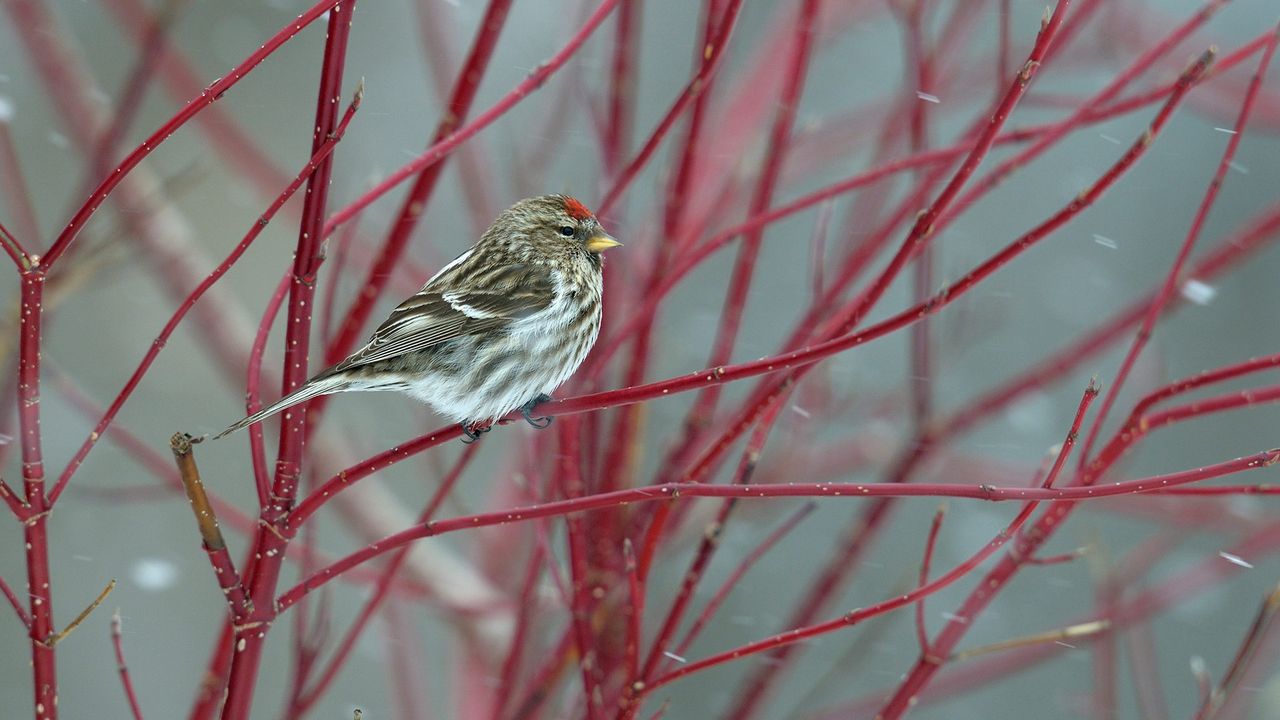 Common redpoll perched on a branch in snow, Quebec 