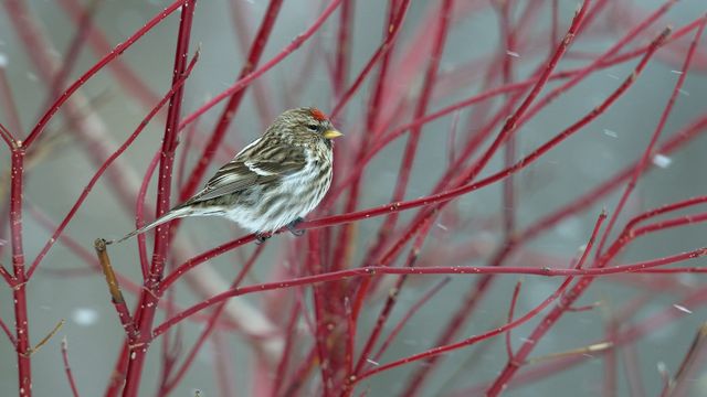 Common redpoll perched on a branch in snow, Quebec 