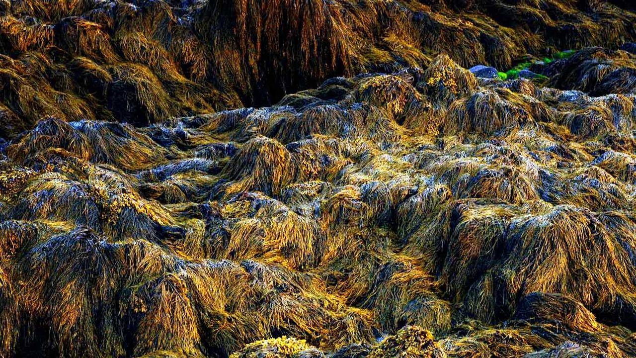 Kelp at low tide, Bay of Fundy, Nova Scotia, Canada