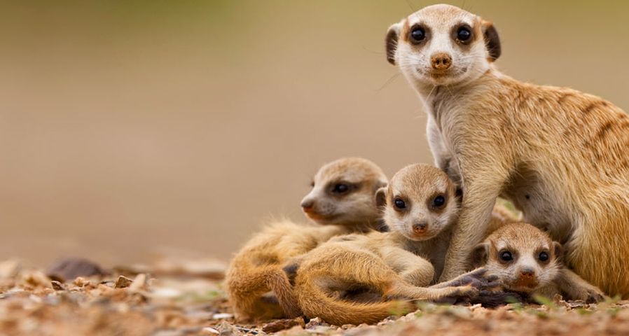 Meerkat with pups in Keetmanshoop, Namibia