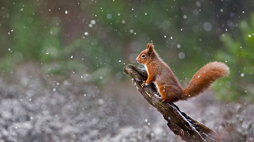 Eurasian red squirrel in Cairngorms National Park, Scotland 