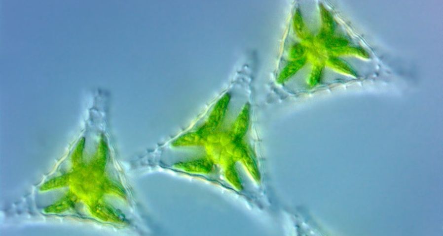 Light micrograph image of Green Algae Staurastrum
