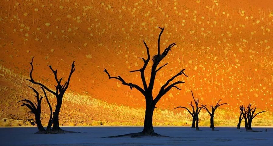 纳米比亚死亡谷内的枯树