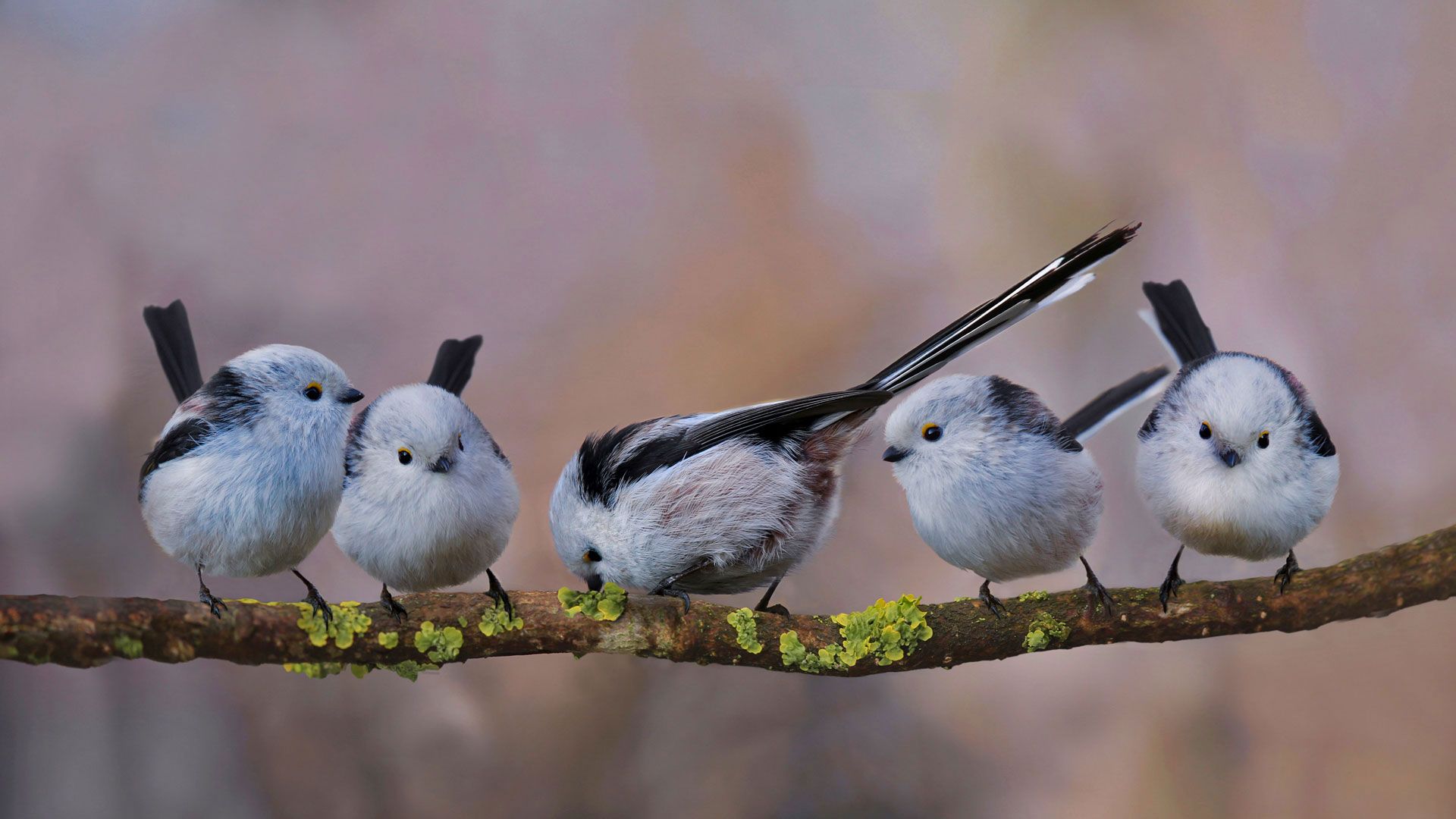 Long Tailed Tits In Erding Germany Bing Gallery