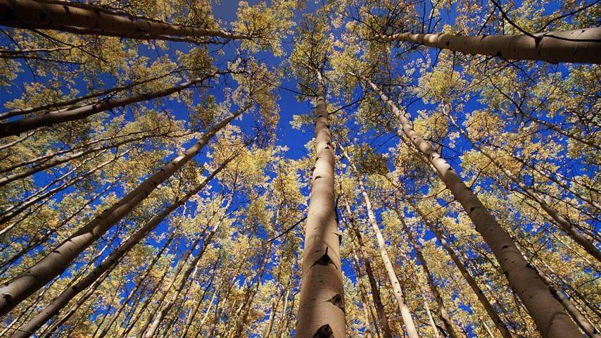 Aspen trees (Populus sp.) in autumn, low angle view.  Yukon, Canada