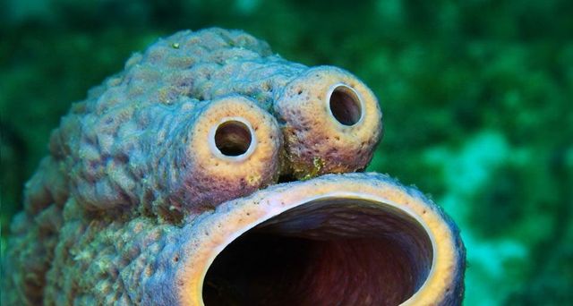 A natural face formation on a stove-pipe sponge