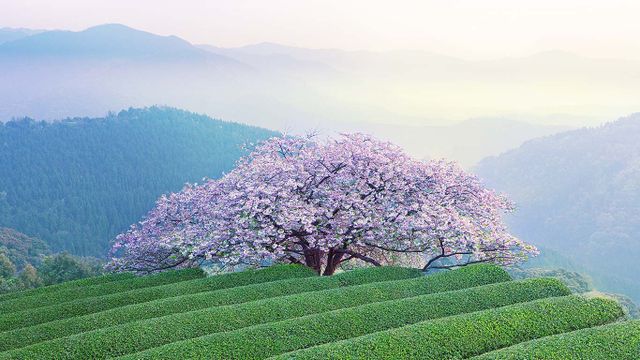 「遠山桜」熊本, あさぎり町