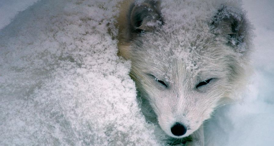 Auf einem schlafenden Polarfuchs bildet sich eine leichte Schneedecke