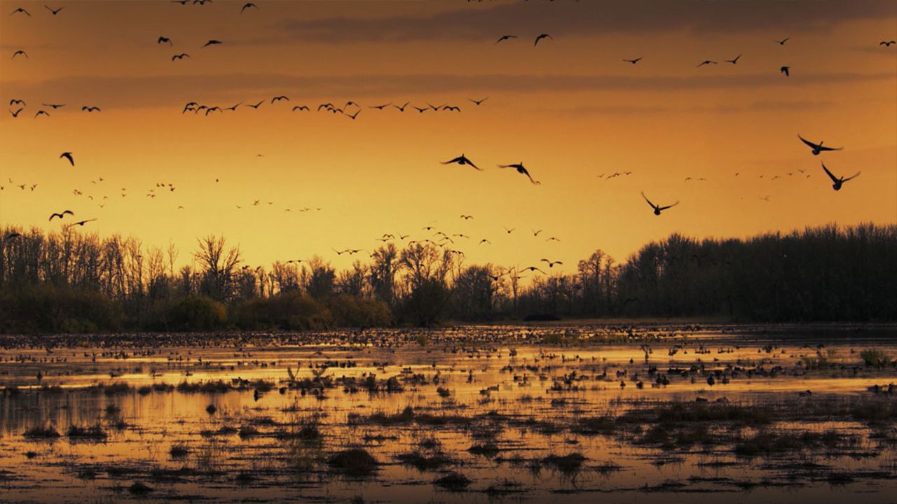 Gänse im Naturschutzgebiet Sacramento National Wildlife Refuge, Kalifornien