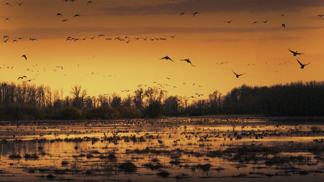 Sacramento National Wildlife Refuge, California, USA
