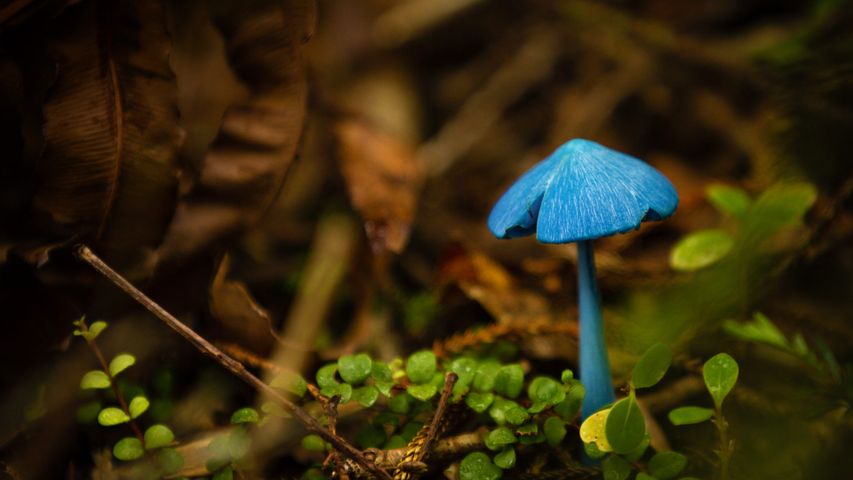 Entoloma hochstetteri mushroom at Mahinapua Lake, New Zealand 