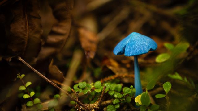 Entoloma hochstetteri am Lake Mahinapua, Neuseeland
