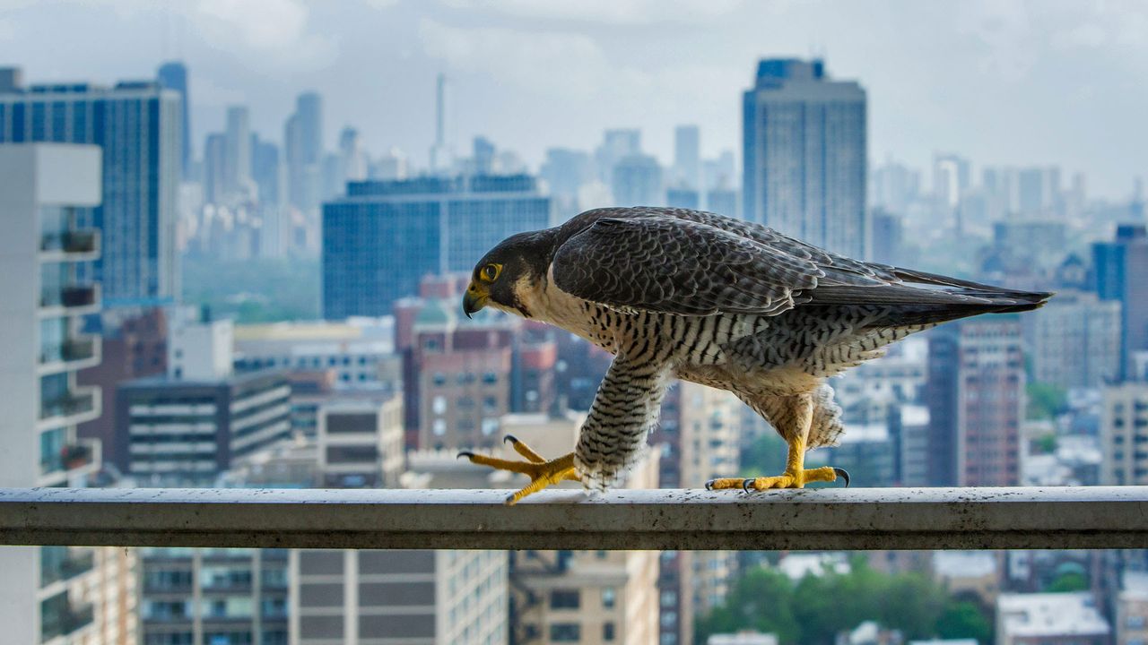 A peregrine falcon surveys the concrete canyons of Chicago 