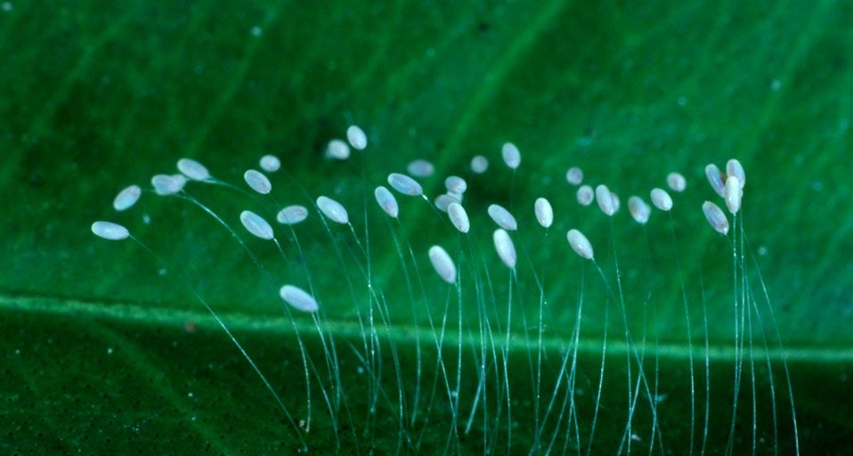 Green lacewing eggs