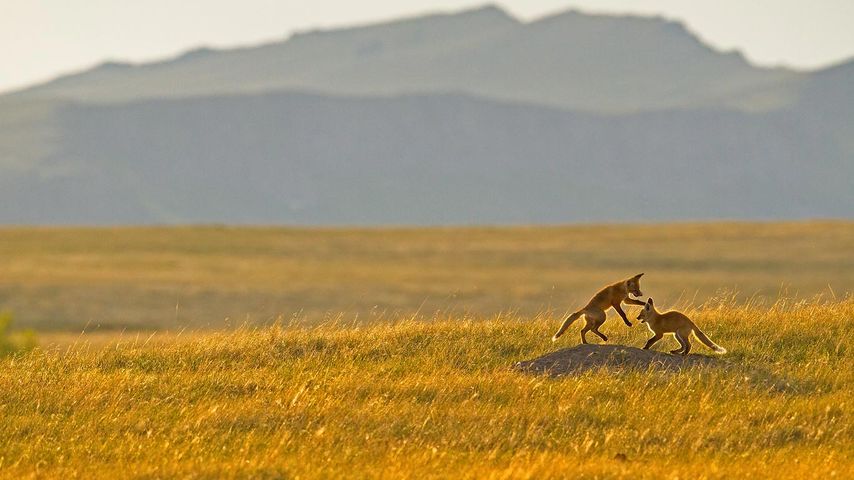 Spielende Fuchsjunge in den Ausläufern der Rocky Mountains nahe Cascade, Montana, USA 