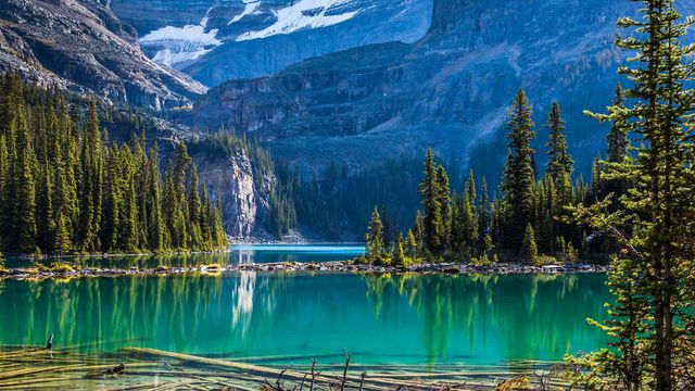 Evergreen trees at Lake O'Hara, Yoho National Park, B.C. 