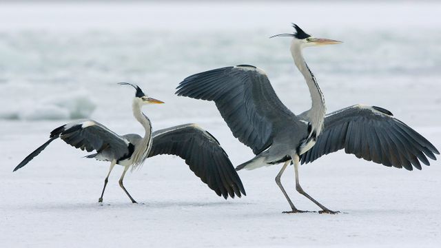 Graureiher im Winter, Insel Usedom, Mecklenburg-Vorpommern, Deutschland 