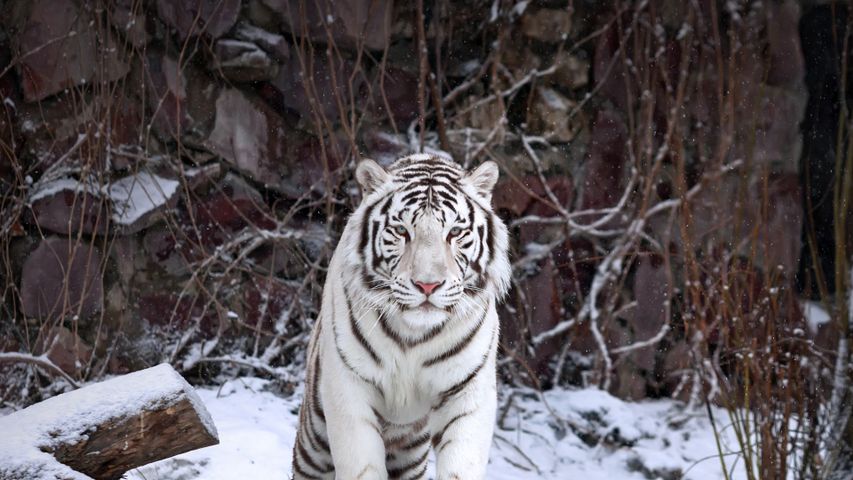 莫斯科动物园内的一只孟加拉白虎，俄罗斯 