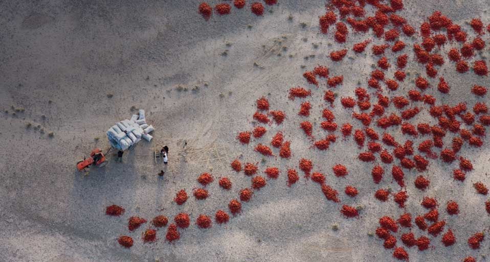 Rote Peperoni liegen zum Trocknen in der Sonne nahe Baicheng, Xinjiang, China – George Steinmetz/Corbis ©