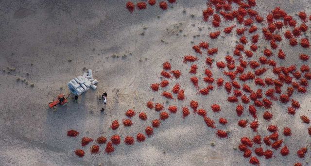 Rote Peperoni liegen zum Trocknen in der Sonne nahe Baicheng, Xinjiang, China – George Steinmetz/Corbis ©