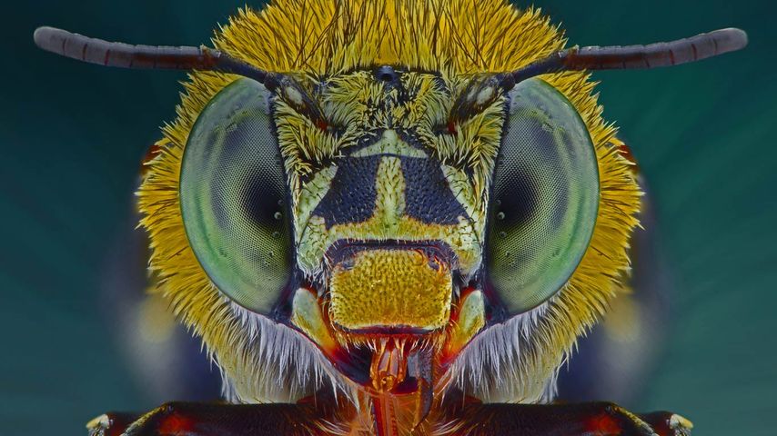 Macro photograph of a blue banded bee