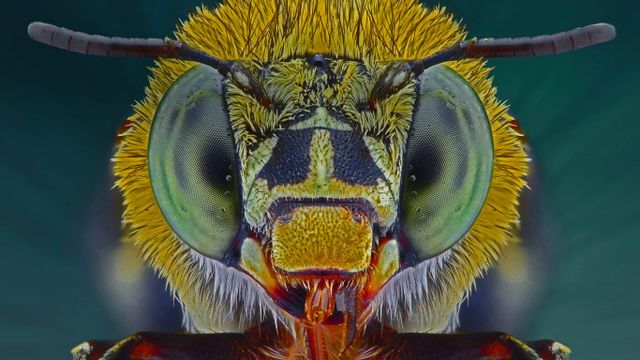 Macro photographie d’une abeille Amegilla cingulata