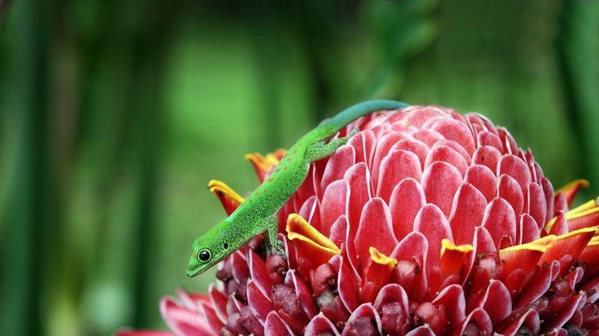 Gecko sur une rose de porcelaine (Etlingera Elatior) à Combani, Mayotte