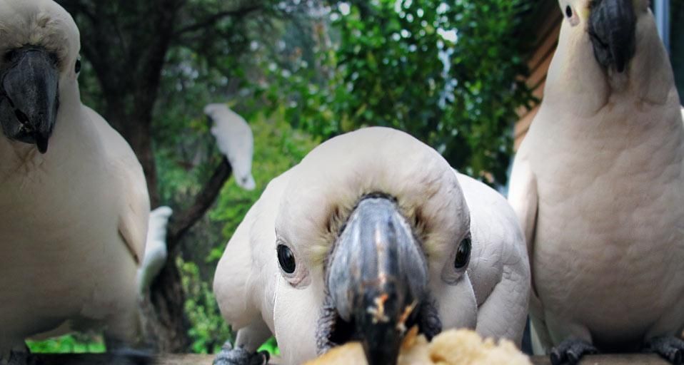 Hand-feeding the cockatoos