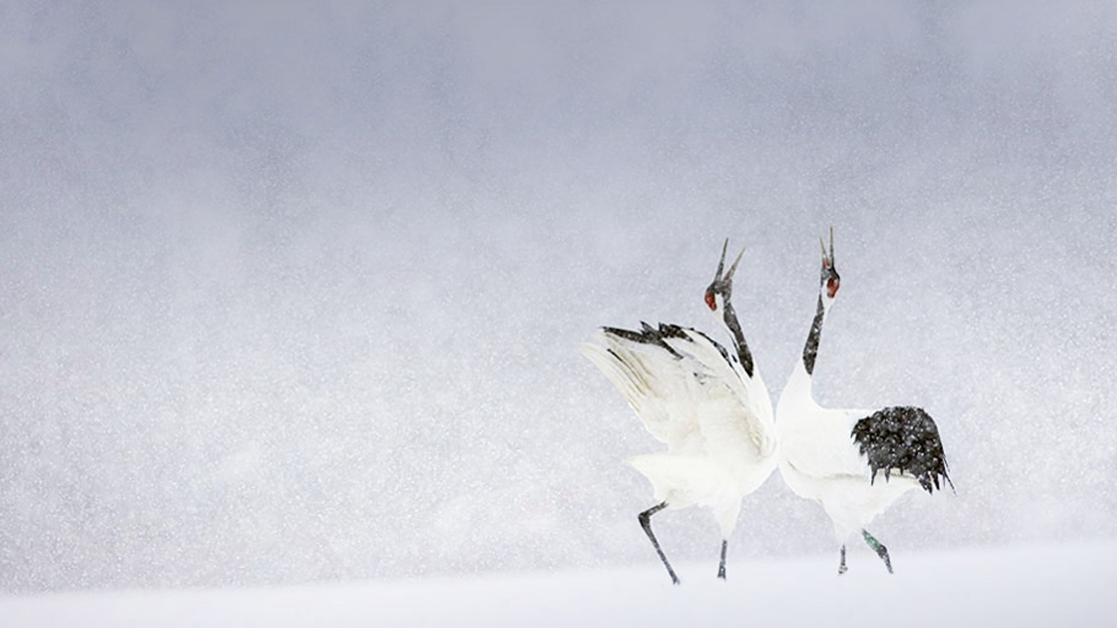 タンチョウヅル｣北海道, 釧路湿原国立公園 - Bing Gallery