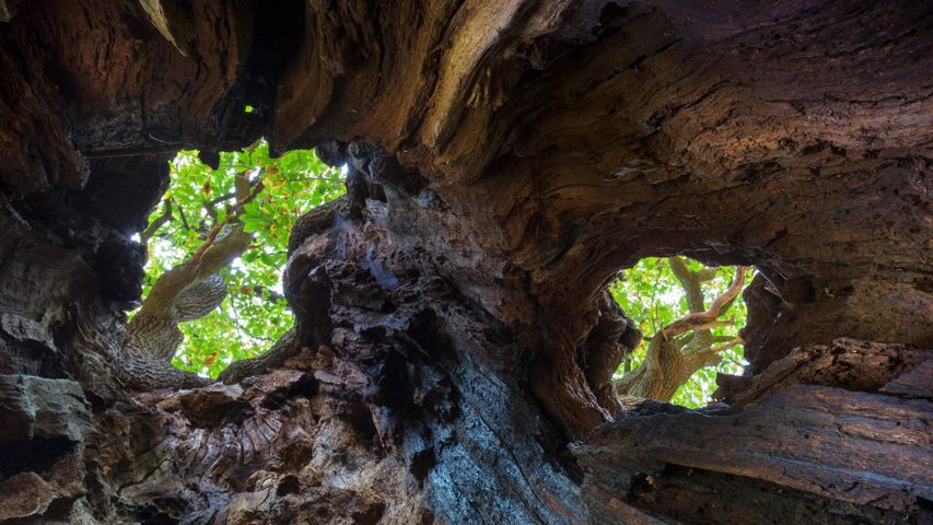 View up to the canopy through holes in an old English oak, Sherwood Forest, Nottinghamshire 