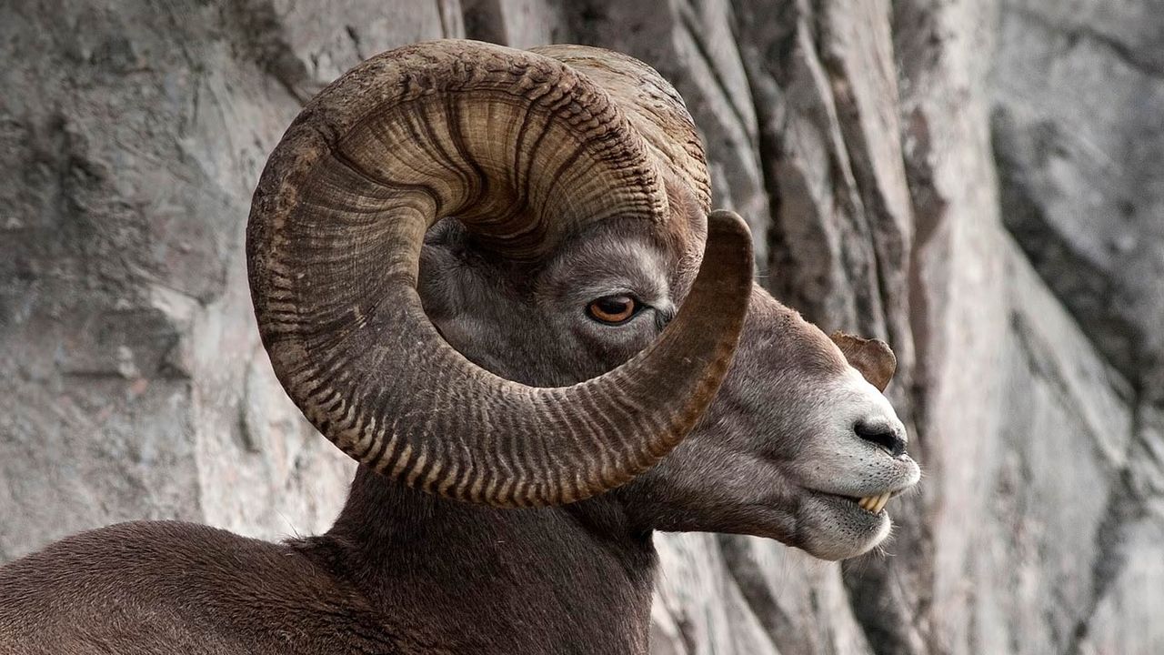 Rocky Mountain bighorn sheep in Kananaskis Country, Alberta, Canada