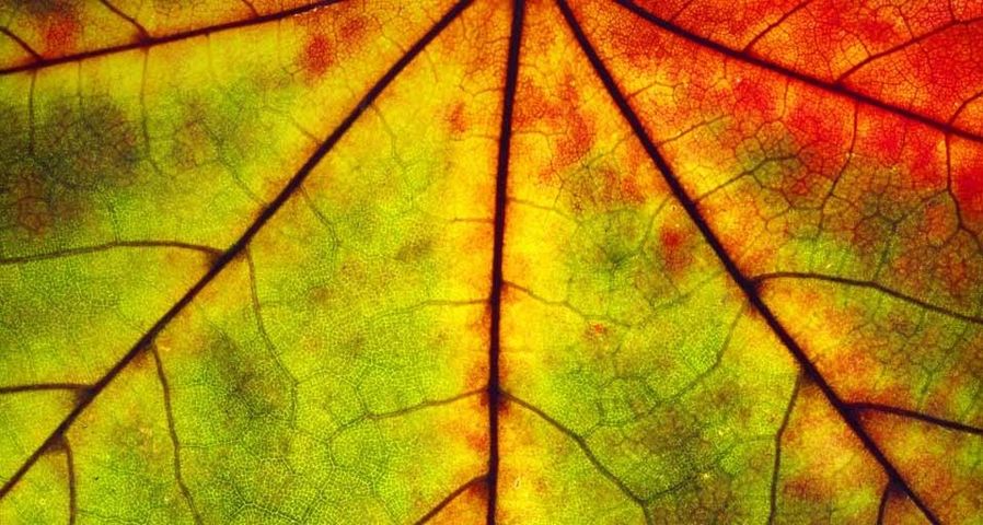Detail of an autumn leaf