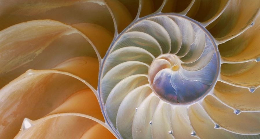 Cross section of chambered nautilus