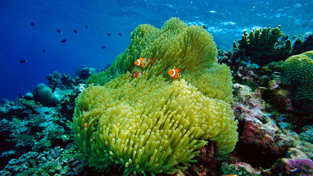 Magnificent sea anemone host with black-finned clownfish