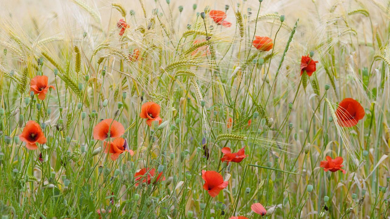 Coquelicots dans un champs de blé, France 