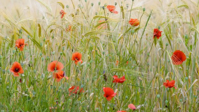 Coquelicots dans un champs de blé, France
