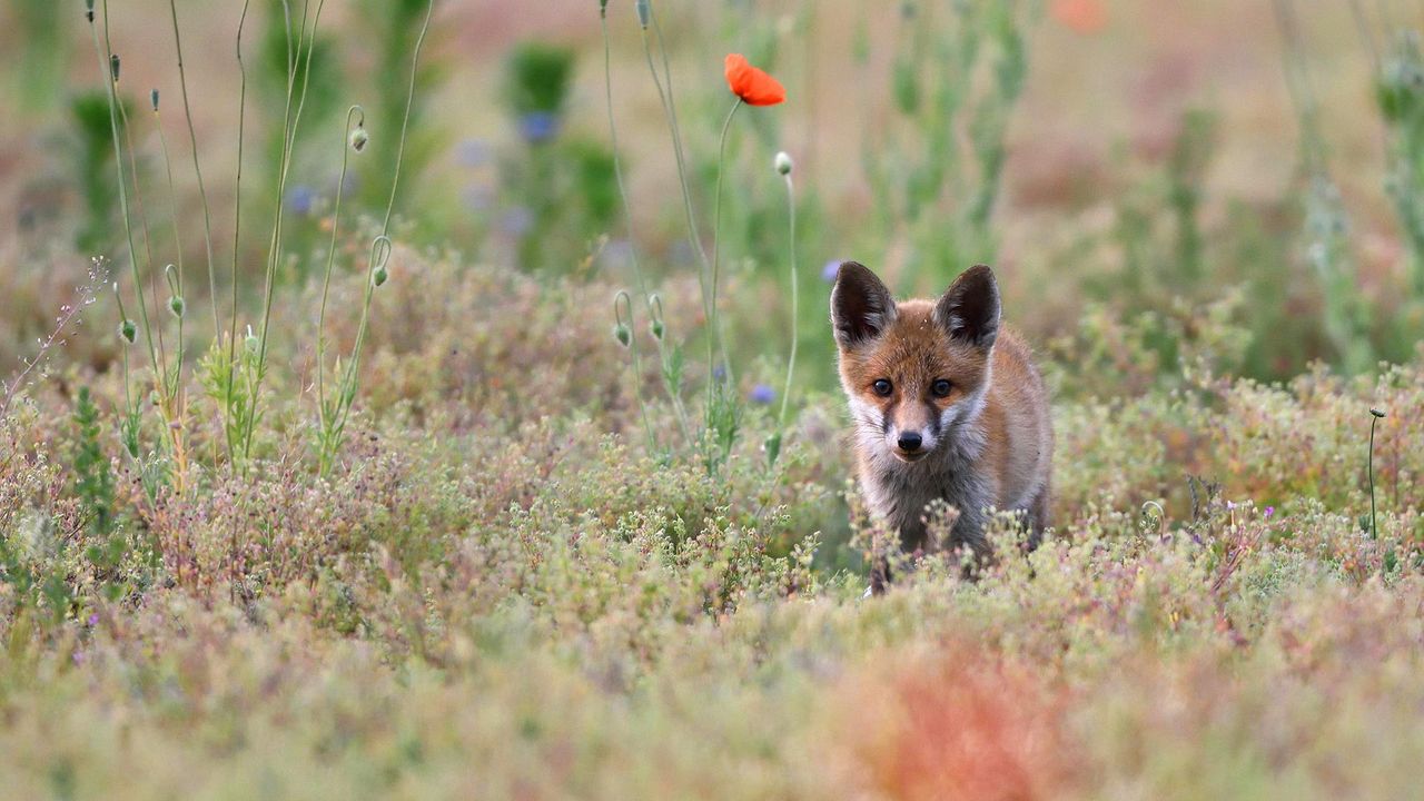 Junger Rotfuchs in der Lausitz, Sachsen, Deutschland 