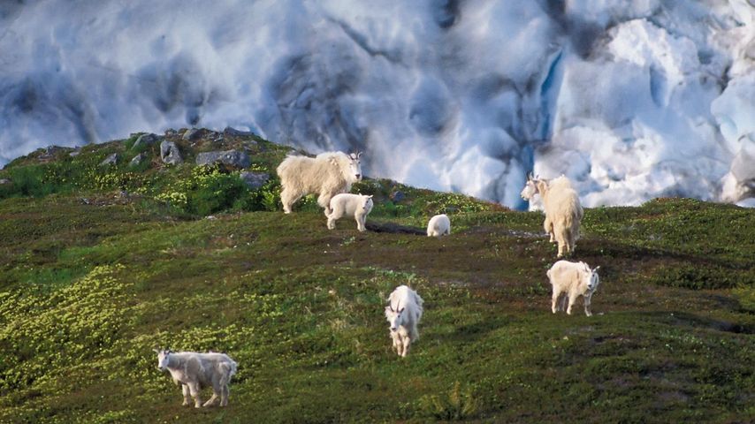 Mountain goat herd on a hillside near Exit Glacier, Kenai Fjords National Park, Alaska